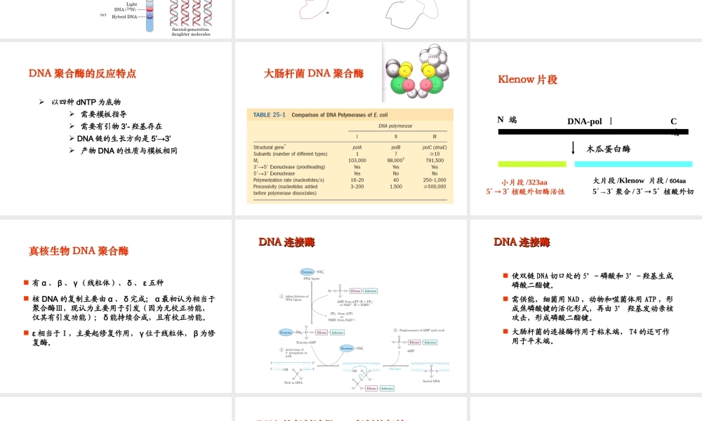 第十章 核酸的生物合成(生物系）.ppt