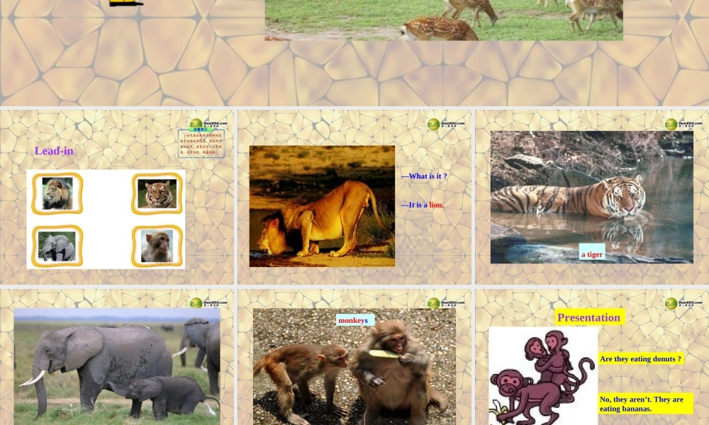 冀教初中英语七上《Lesson 33 Let's Go to the Zoo!》PPT课件 (2).ppt