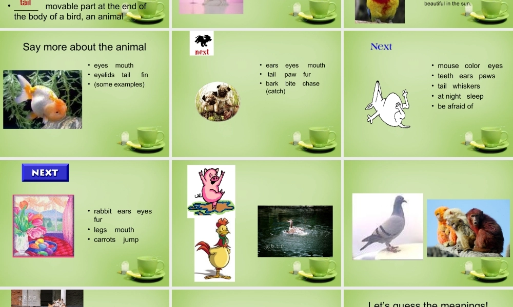 江苏省建湖县上冈实验初级中学七年级英语下册《Unit 8 Pets》课件3 .ppt