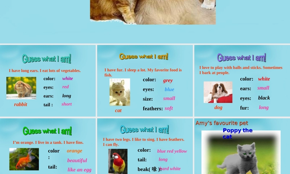 江苏省句容市天王中学七年级英语下册 Unit 8 Pets Task课件 .ppt