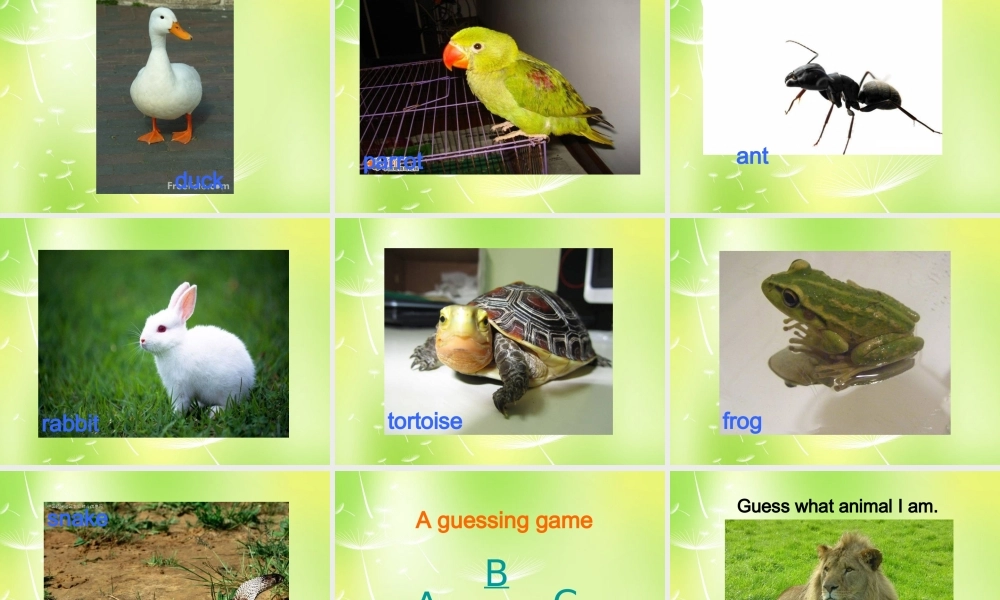 江苏省南京市长城中学七年级英语下册 Unit 8 Pets Welcome to the Unit课件 .ppt