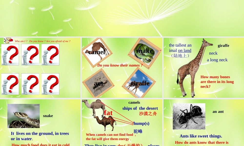 江苏省兴化市昭阳湖初级中学七年级英语下册 Unit 5 Amazing things Integrated skills课件 .ppt