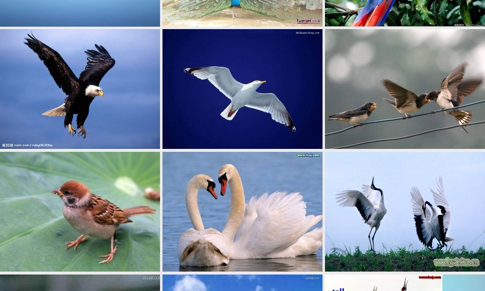 江苏省盱眙县黄花塘初级中学八年级英语上册《Unit 6 Bird watching Welcome to the Unit》课件.ppt