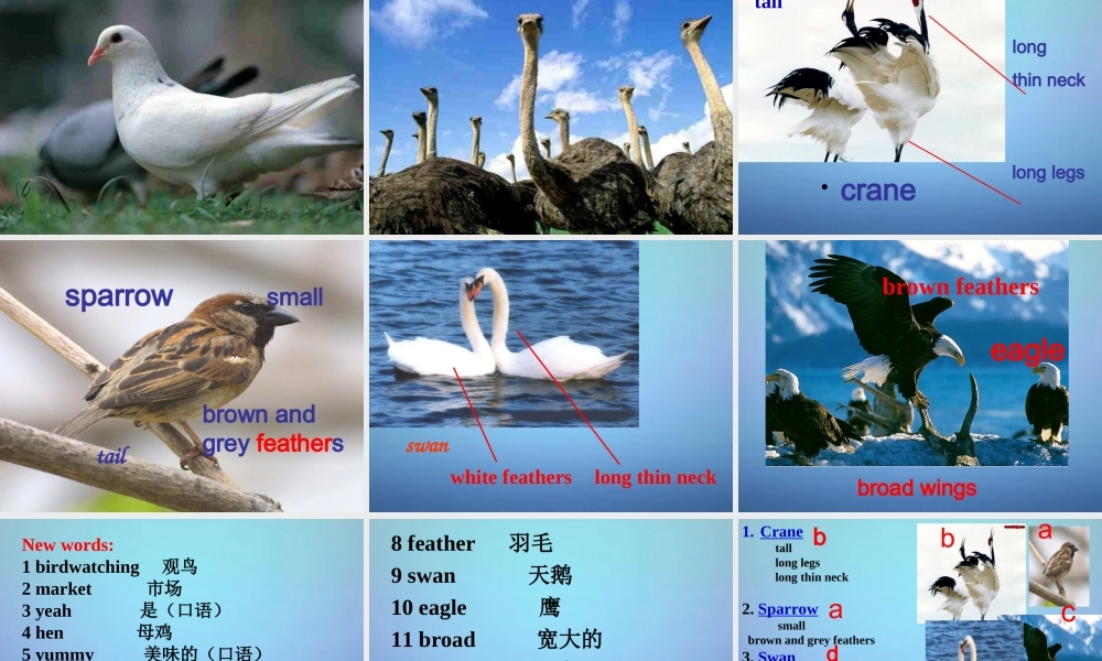江苏省盱眙县黄花塘初级中学八年级英语上册《Unit 6 Bird watching Welcome to the Unit》课件.ppt