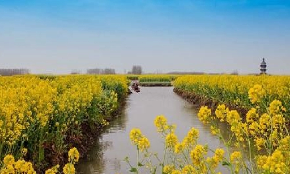 江苏省永丰初级中学八年级英语上册 Unit 5 Wild animals课件.ppt