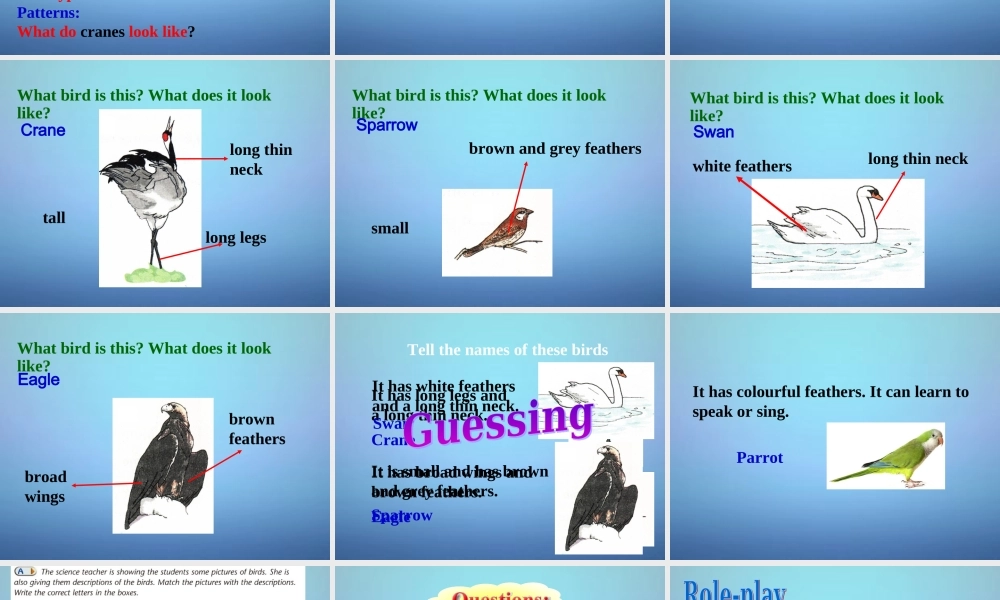 江苏省永丰初级中学八年级英语上册 Unit 6 Bird watching Welcome to the unit课件.ppt