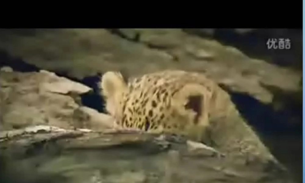 江苏省永丰初级中学八年级英语上册 Unit 5 Wild animals Integrated skills课件.ppt