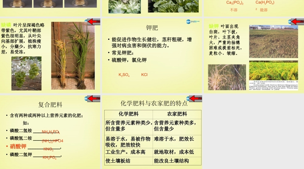 人教初中化学九下《11课题2化学肥料》PPT课件 (11).ppt