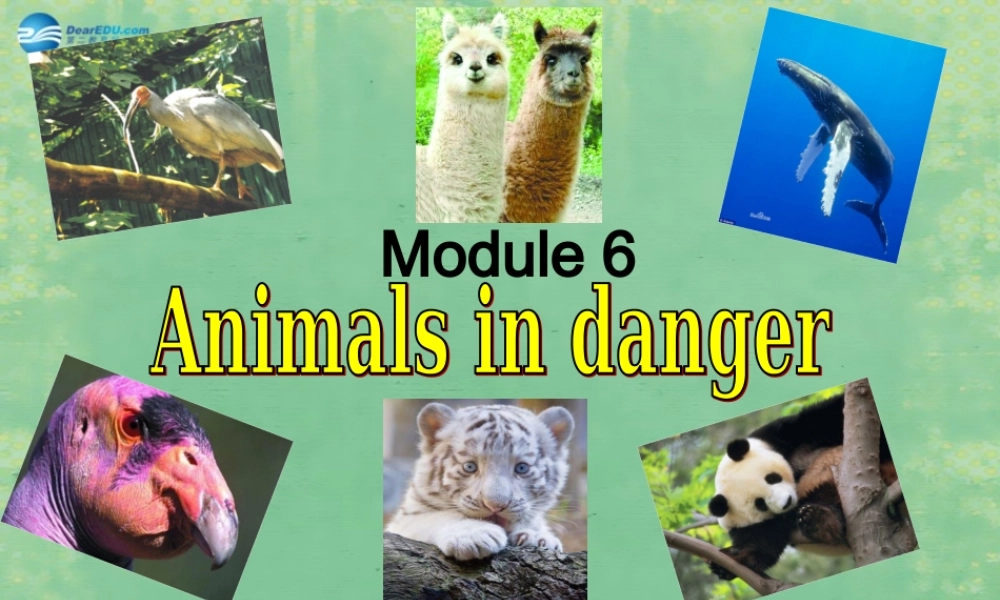 山东省阳谷县第一中学八年级英语上册 Module 6 Unit 1 It allows people to get closer to them课件.ppt