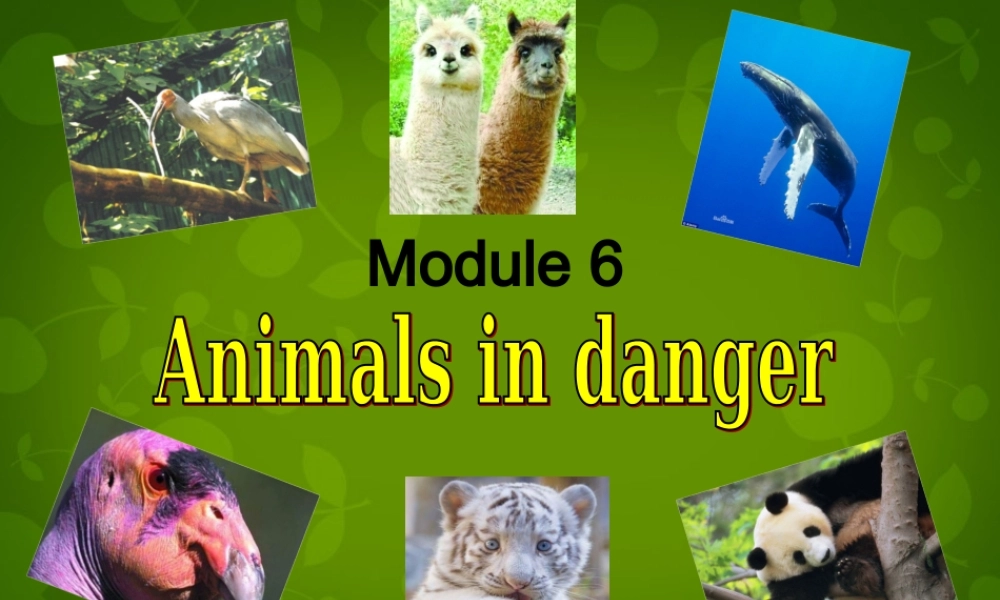 四川省华蓥市明月镇小学八年级英语上册 Module 6 Unit 1 It allows people to get closer to them课件 .ppt