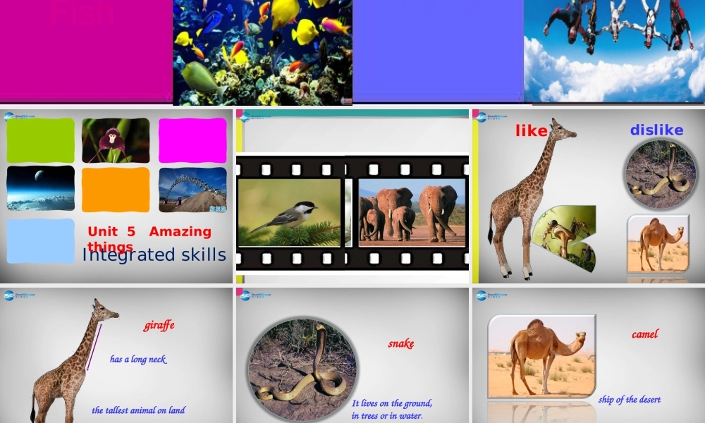 牛津译林初中英语七下Unit 5 Amazing things Integrated skills》课件 .ppt