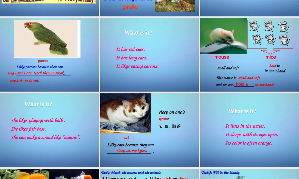 牛津译林初中英语七下Unit 8 Pets Comic strip课件 .ppt