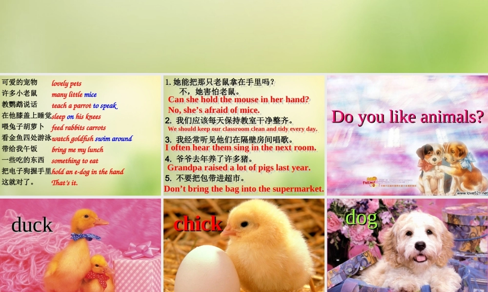 牛津译林初中英语七下Unit 8 Pets Reading课件 .ppt