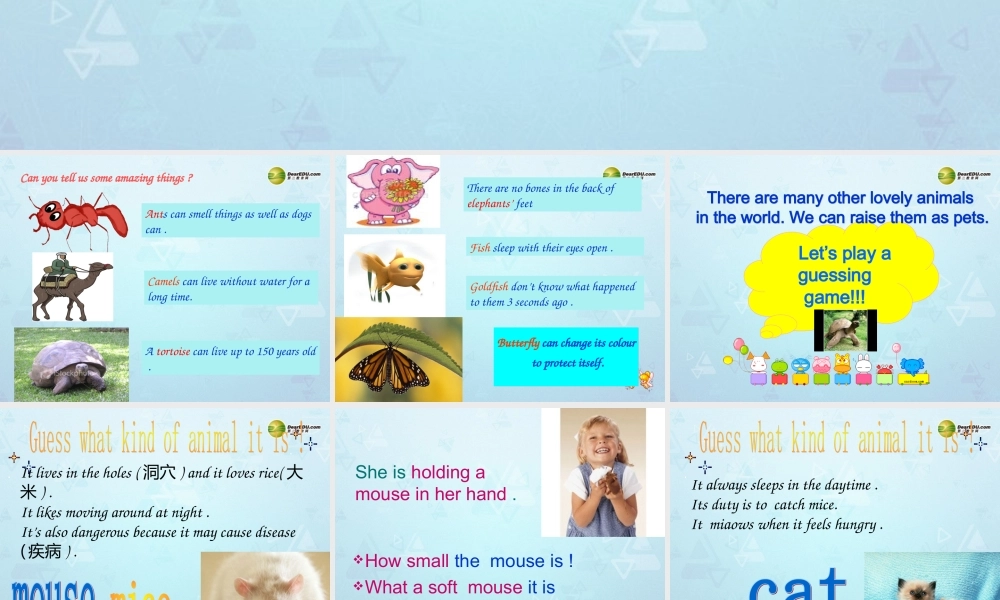 牛津译林初中英语七下Unit 8 Pets Welcome课件 .ppt