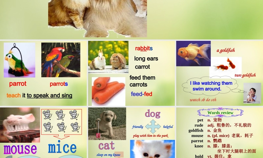 牛津译林初中英语七下Unit 8 Pets Welcome to the Unit & comic strip课件1 .ppt