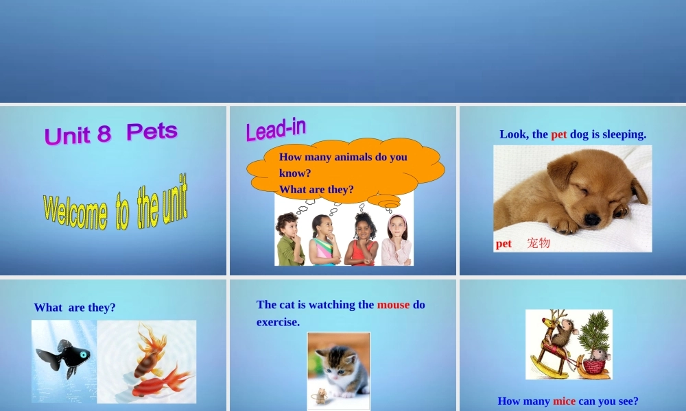 牛津译林初中英语七下Unit 8 Pets welcome to the Unit课件2 .ppt