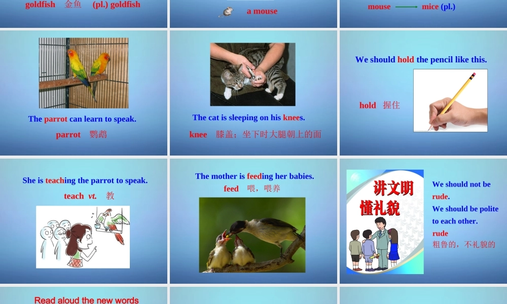 牛津译林初中英语七下Unit 8 Pets welcome to the Unit课件2 .ppt