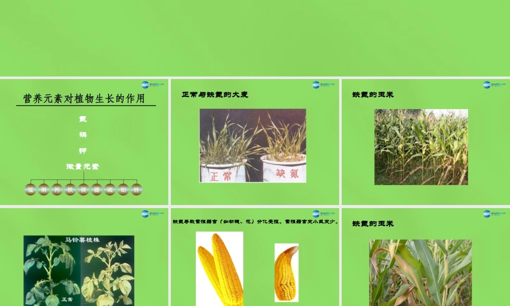 粤教初中化学九下《8.5 化学肥料》PPT课件 (12).ppt