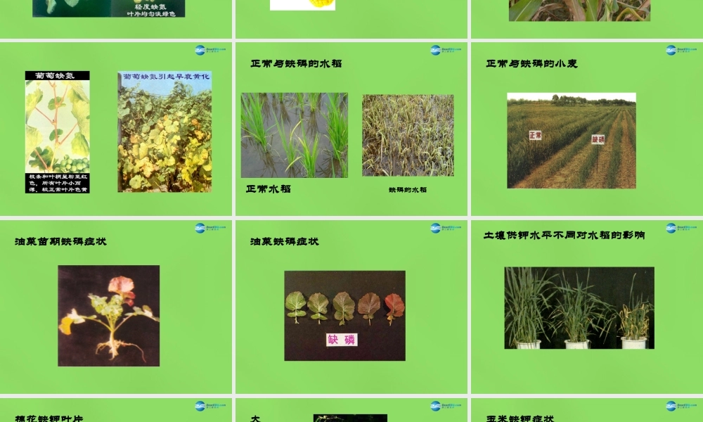 粤教初中化学九下《8.5 化学肥料》PPT课件 (12).ppt