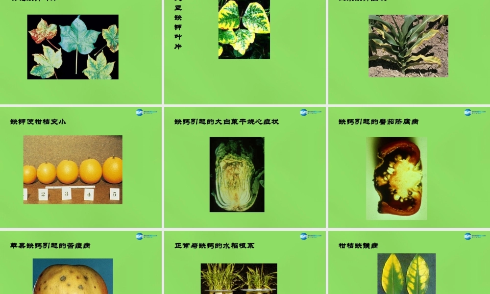 粤教初中化学九下《8.5 化学肥料》PPT课件 (12).ppt