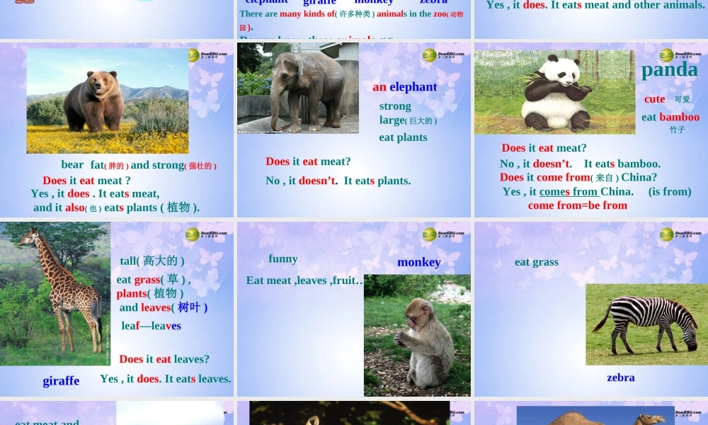 浙江省衢州市开化县池淮镇初级中学七年级英语上册 Module 6 A trip to the zoo Unit 1 Does it eat meat？课件 （新版）外研版.ppt