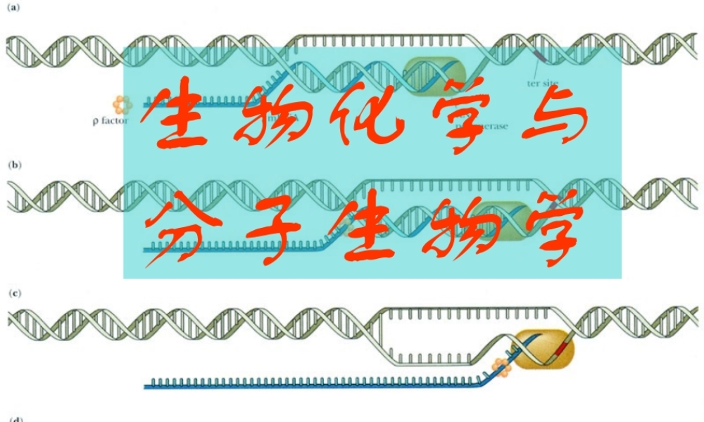 复件 王镜岩 生物化学 经典课件 0绪论 考研必备 学生物化学必备.ppt