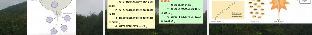 复件 王镜岩 生物化学 经典课件 0绪论 考研必备 学生物化学必备.ppt