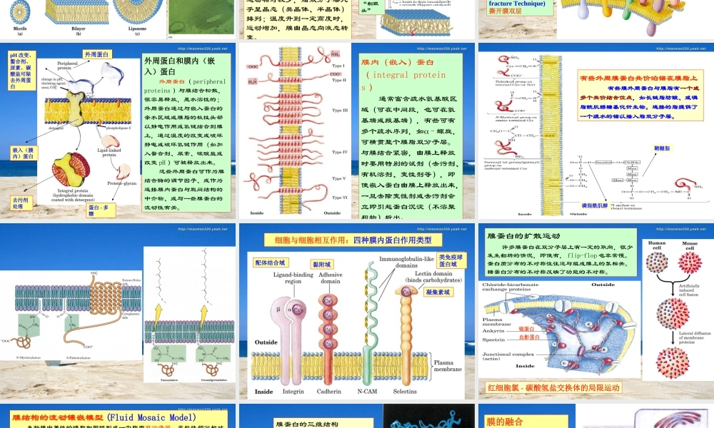 王镜岩 生物化学 经典课件 7生物膜 考研必备 学生物化学必备.ppt