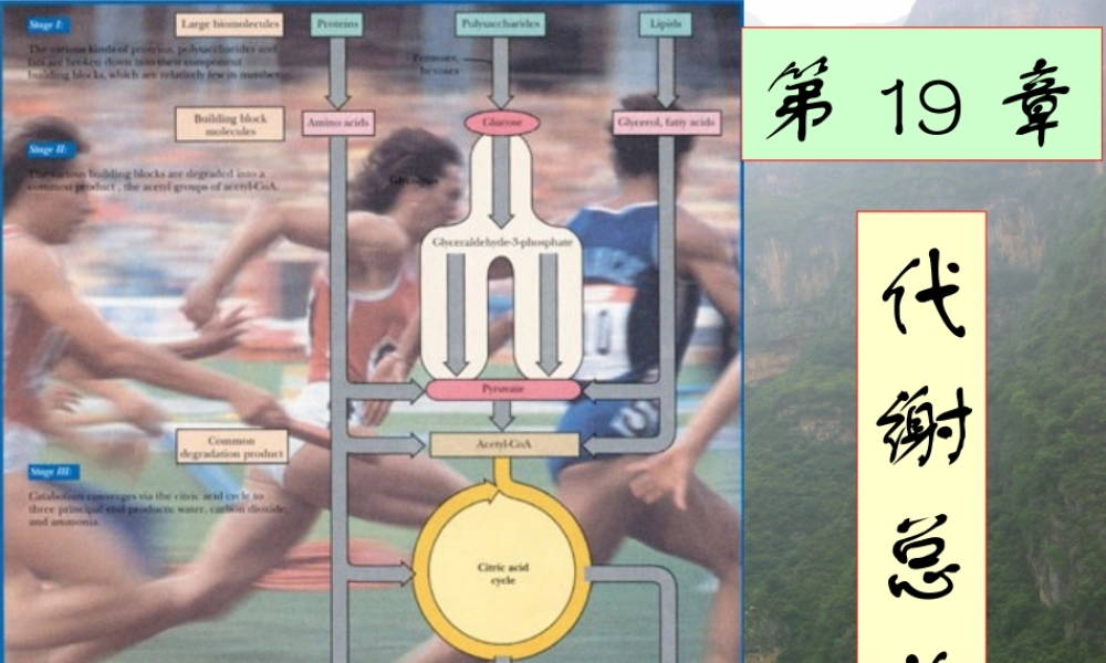 王镜岩 生物化学 经典课件 8代谢总论 考研必备 学生物化学必备.ppt