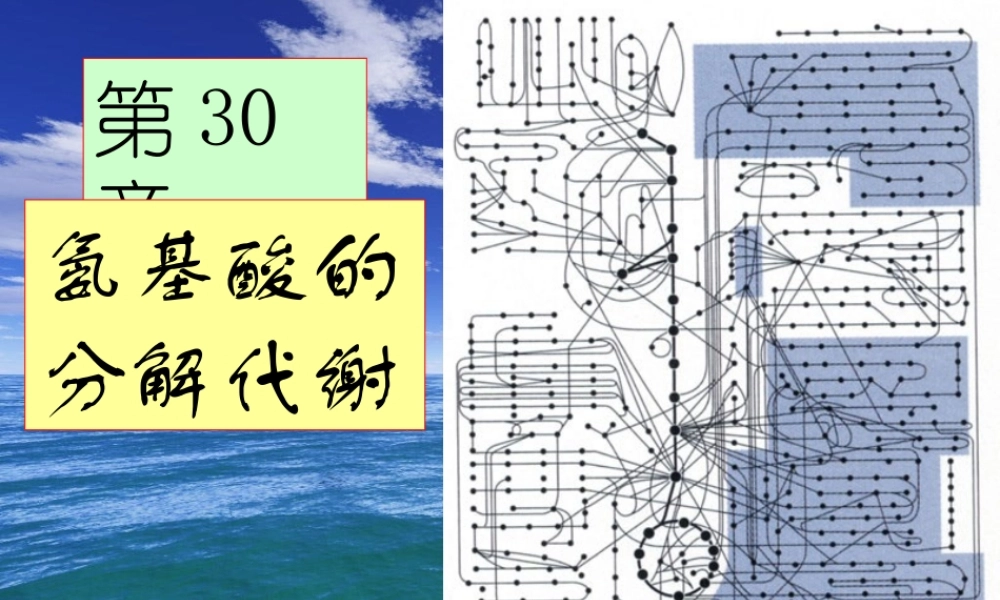 王镜岩 生物化学 经典课件 12氨基酸分解 考研必备 学生物化学必备.ppt