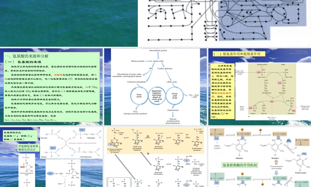 王镜岩 生物化学 经典课件 12氨基酸分解 考研必备 学生物化学必备.ppt