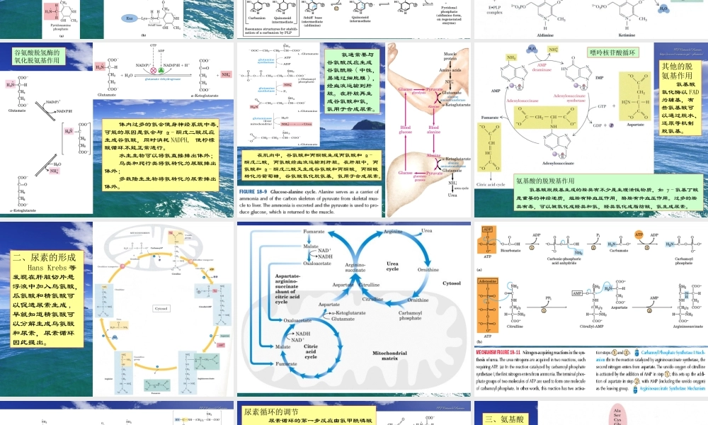 王镜岩 生物化学 经典课件 12氨基酸分解 考研必备 学生物化学必备.ppt