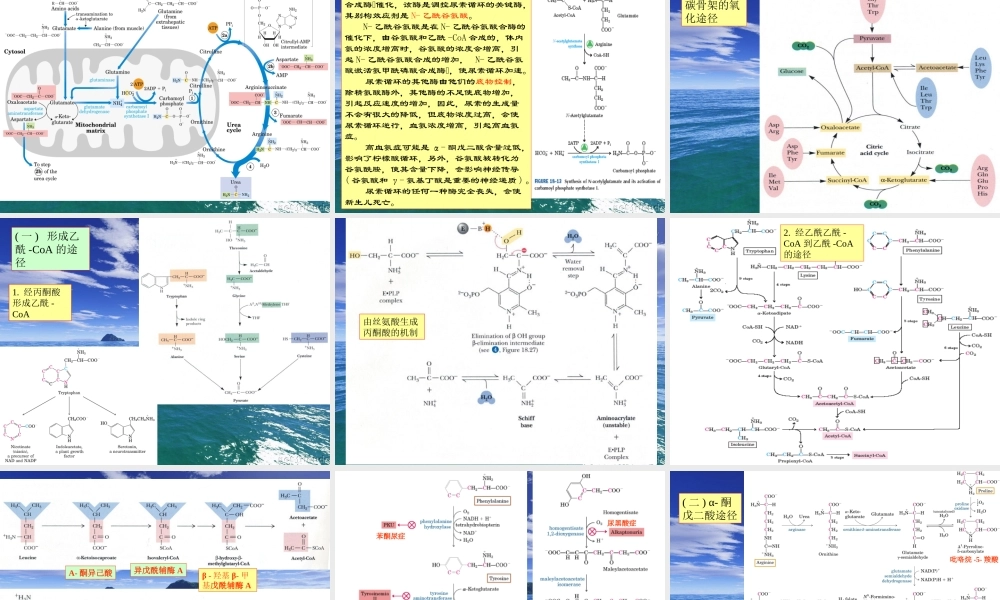 王镜岩 生物化学 经典课件 12氨基酸分解 考研必备 学生物化学必备.ppt