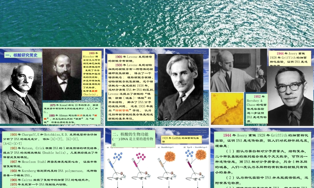 王镜岩 生物化学 经典课件 5核酸化学 考研必备 学生物化学必备.ppt