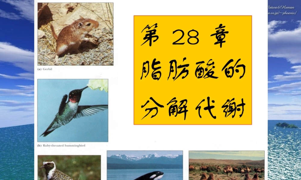 王镜岩 生物化学 经典课件 11脂类代谢1 考研必备 学生物化学必备.ppt