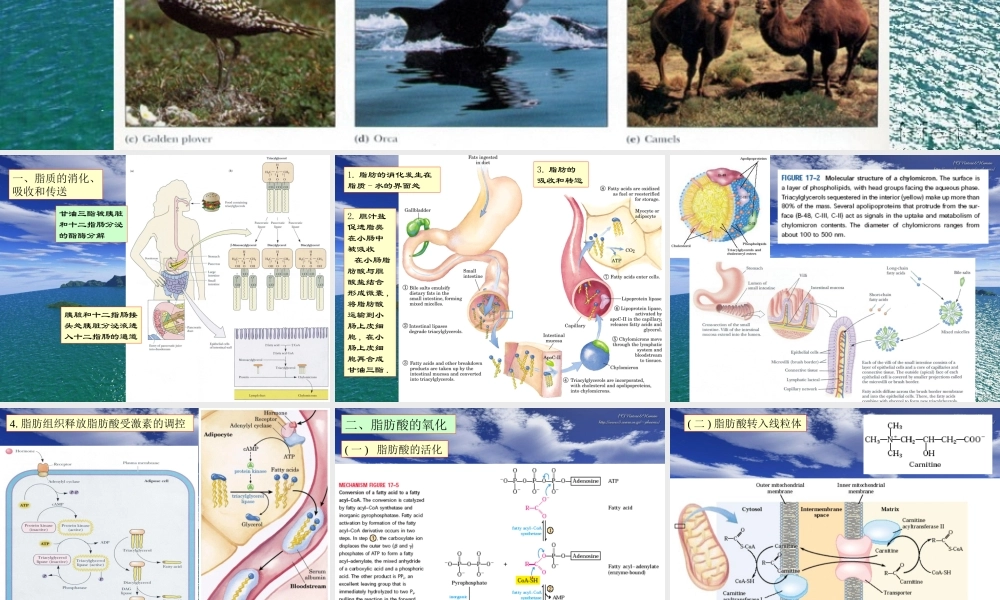 王镜岩 生物化学 经典课件 11脂类代谢1 考研必备 学生物化学必备.ppt