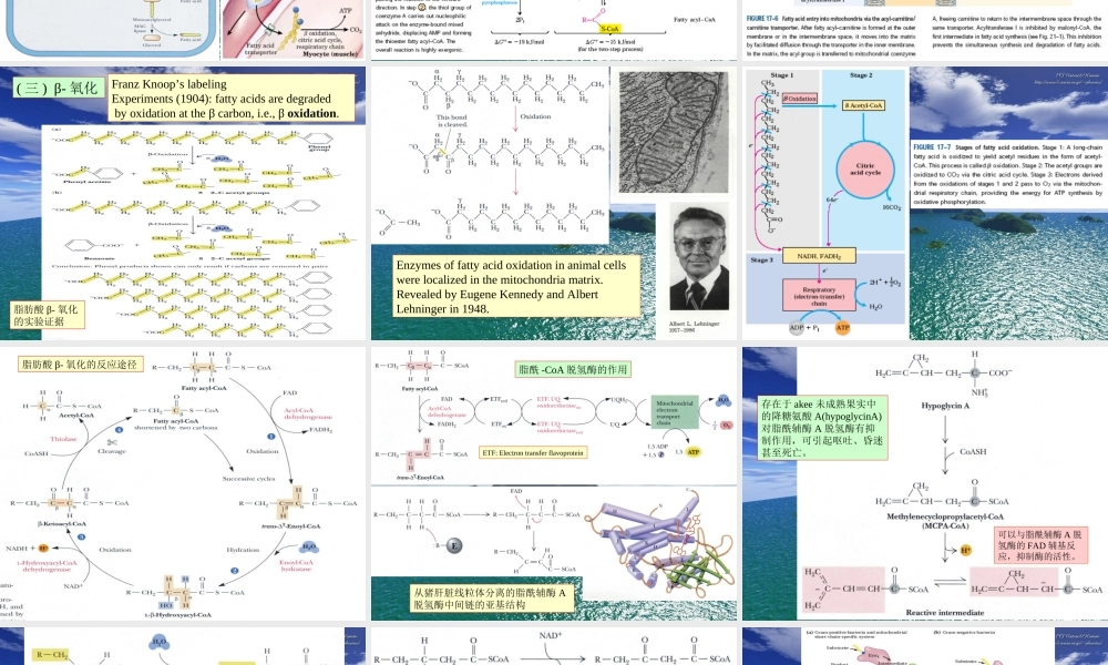 王镜岩 生物化学 经典课件 11脂类代谢1 考研必备 学生物化学必备.ppt