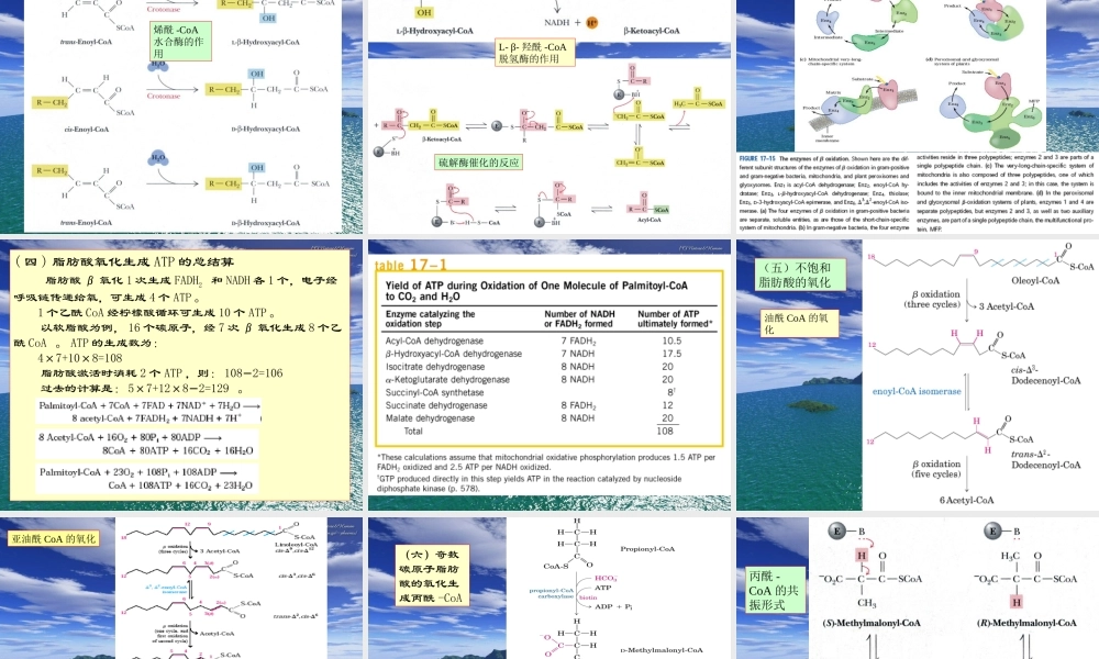 王镜岩 生物化学 经典课件 11脂类代谢1 考研必备 学生物化学必备.ppt