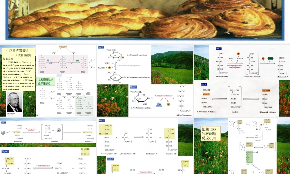 王镜岩 生物化学 经典课件 10糖代谢2 考研必备 学生物化学必备.ppt