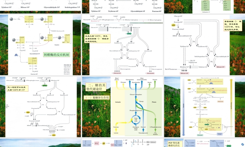王镜岩 生物化学 经典课件 10糖代谢2 考研必备 学生物化学必备.ppt