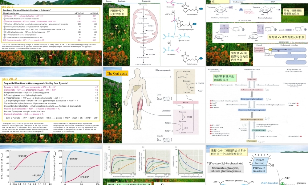 王镜岩 生物化学 经典课件 10糖代谢2 考研必备 学生物化学必备.ppt