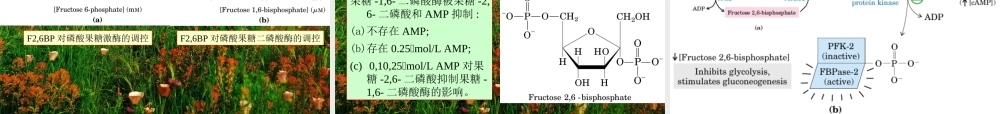 王镜岩 生物化学 经典课件 10糖代谢2 考研必备 学生物化学必备.ppt