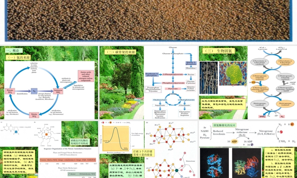 王镜岩 生物化学 经典课件 13氨基酸合成 考研必备 学生物化学必备.ppt