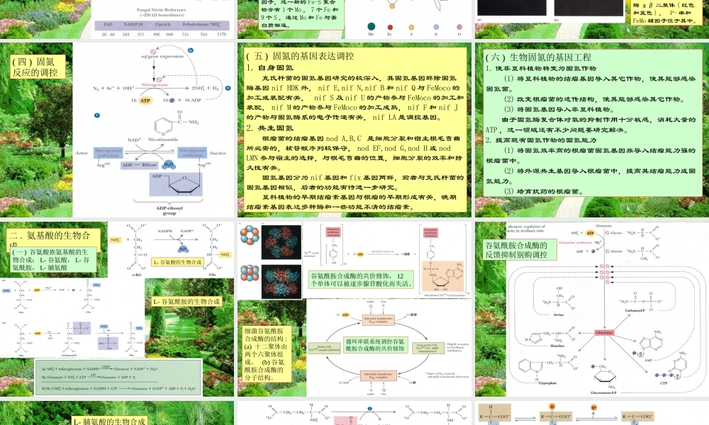 王镜岩 生物化学 经典课件 13氨基酸合成 考研必备 学生物化学必备.ppt