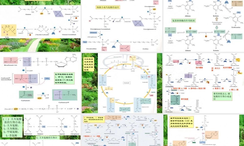 王镜岩 生物化学 经典课件 13氨基酸合成 考研必备 学生物化学必备.ppt
