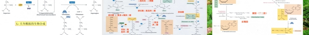 王镜岩 生物化学 经典课件 13氨基酸合成 考研必备 学生物化学必备.ppt