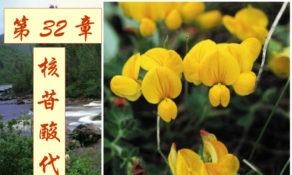 王镜岩 生物化学 经典课件 14核苷酸代谢及代谢调控 考研必备 学生物化学必备.ppt