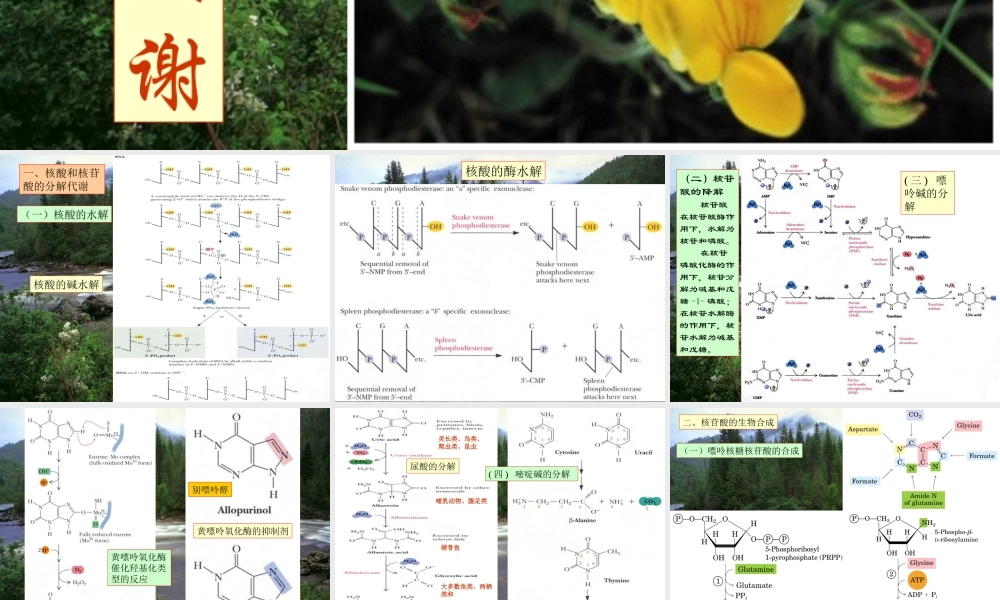 王镜岩 生物化学 经典课件 14核苷酸代谢及代谢调控 考研必备 学生物化学必备.ppt