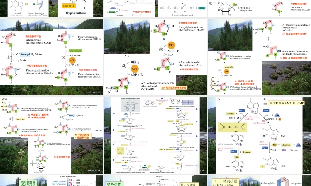 王镜岩 生物化学 经典课件 14核苷酸代谢及代谢调控 考研必备 学生物化学必备.ppt