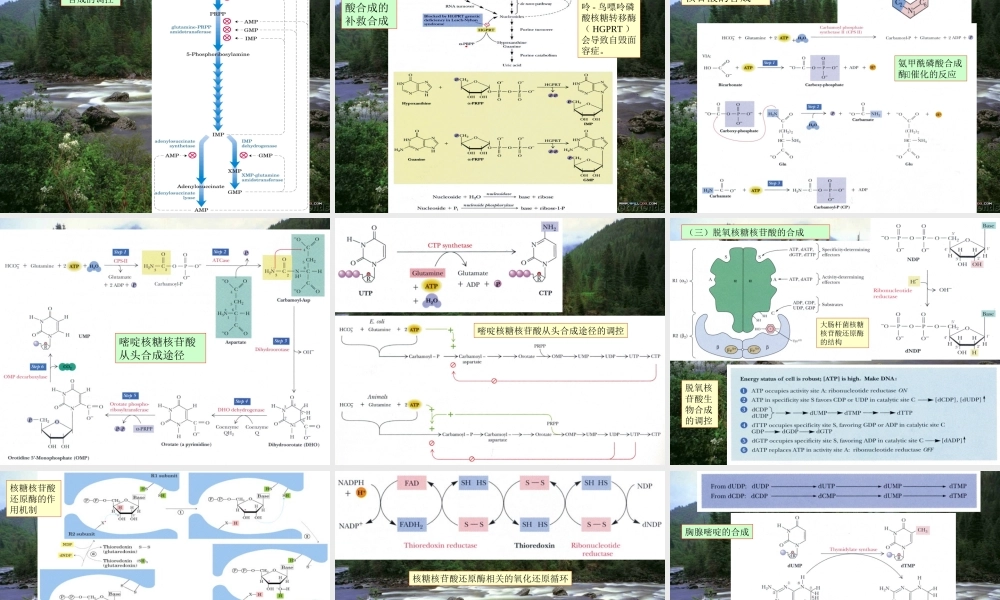 王镜岩 生物化学 经典课件 14核苷酸代谢及代谢调控 考研必备 学生物化学必备.ppt